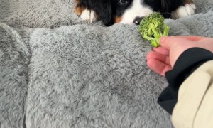 Bernese Mountain Dog Puppy Barks At Broccoli