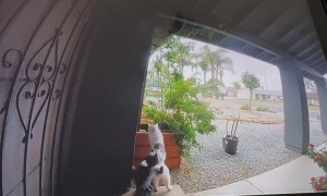 Salty Cat Bumps Over Owl Statue