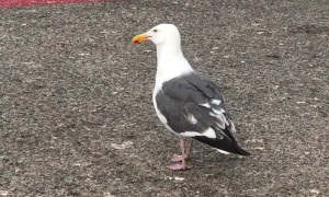 Sneaky Gull Pilfers Fish Market