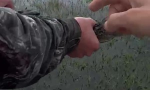 Man Jumps Into Water To Capture Baby Alligator