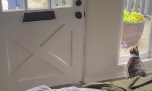 Cat Eager To Get Mail