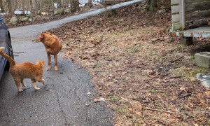 Orange Animals Transfering the Braincell