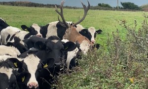 Stag Hides In Cow Herd
