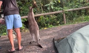 Kangaroo Tries To Steal Camper's Breakfast