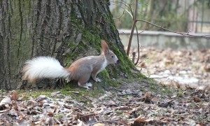 Squirrel With A White Tail In A Polish Urban Park