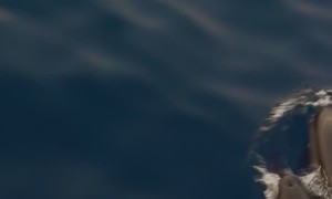 Dolphins Swim Near Rasdhoo Atoll