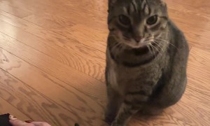 Cat Politely Asks For More Pets