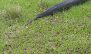 Massive African Rock Python Spotted in Ballito