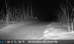 Wolf Plays With Trail Camera