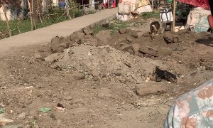 Dog Cut Loose From Fan Guard Around Neck