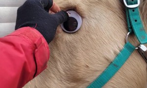 Googly Eye Doesn't Stay In Place