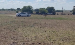 Who Needs A Horse When You Have A Honda Accord