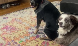 Blue Heeler Twerks To Annoy Sibling
