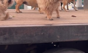 Pack Of Puppies On Truck Bed Patrol
