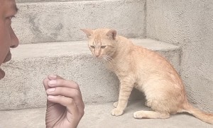 Cat Converses With Meowing Man