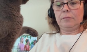 Cat Demands Undivided Attention From Worker