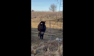 Donkey Has A Lot To Say