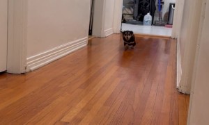 Little Dachshund Tries To Keep Up With Zoomies