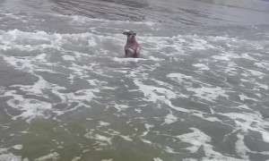 Terrier Stands In Surf On Beach