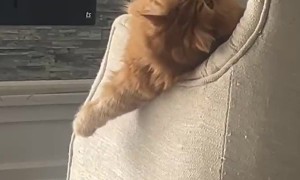 Orange Cat Goes Wild On Armchair
