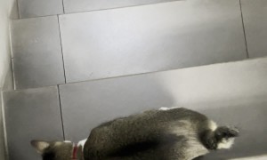 Cat Makes Going Down Stairs Difficult