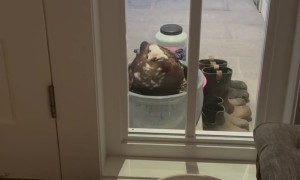 Bird Lays Egg Outside Home