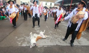 Parade Of Musicians Surround Sleeping Dog