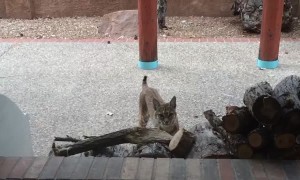 Bobcat Family Visits New Mexico Home