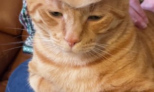 Cat Wears Cowboy Hat Made Out Of Own Fur