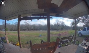 Delivery Person Chased Off By Guard Chicken