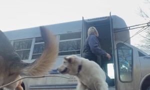 Graceful Bark Bus Exits Are Overrated