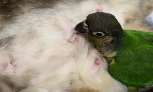 Parrot Nips At Nursing Cat