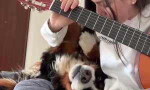 Dog Won't Move For Guitar