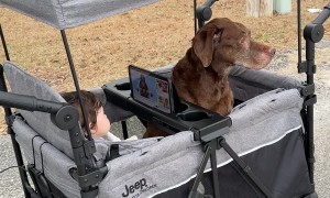 Dog And Kid Enjoy Ride In Stroller Wagon
