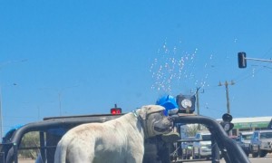 Dog Wearing Sunglasses Riding In A Trailer With A Bubble Machine