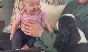 Baby Laughs At Barking Dog