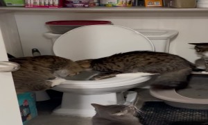 One Cat Plays In Toilet While Three Supervise