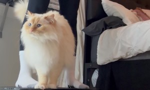Vocal Cat Vibrates With Mom