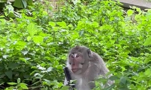 Monkey Trades Phone for Food