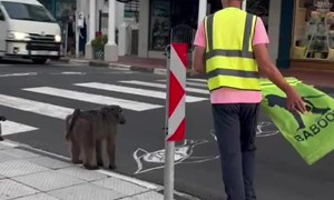 Baboons Wait Patiently For Crossing Guard's Signal