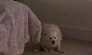 Chunky Dog Loves Squeaky Toy