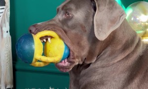 Dog Sleepily Squeaks Toy