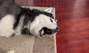Bored Husky Has A Lot To Say