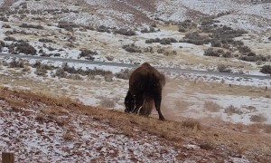Bison Rolls In Dirt On Snowy Day
