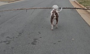 Dog Carries the Biggest Stick