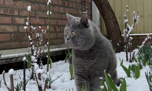 Cat Marvels At Snowfall