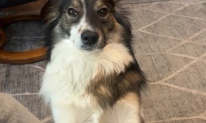 Sweet Shy Dog Likes To Hold Hands