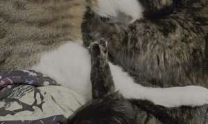 Cat Massages Friend's Squishy Belly