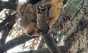 Squirrel Chatters In Tree, Showing Underside