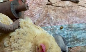 Hen Sits On Puppy Litter